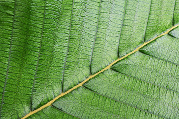 texture of green leaf