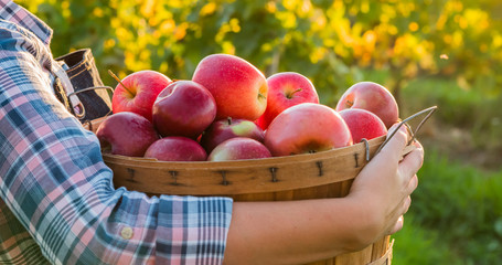 A farmer holds a basket with red apples. Organic farm