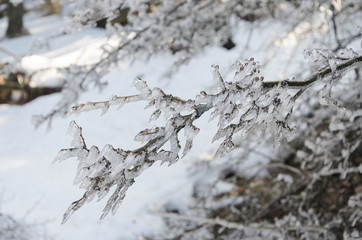Tree Branches Wrapped In Ice