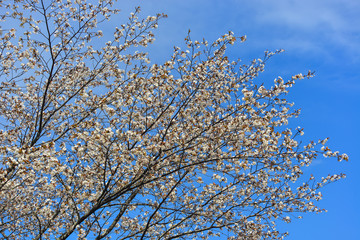 Fototapeta premium Cherry blossom in Yoshino Park, Japan