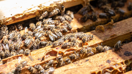 Bees are working in an open hive, which serves a beekeeper