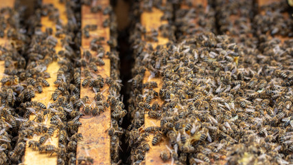 Bees are working in an open hive, which serves a beekeeper