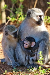 Obraz premium Vevet Monkey Affe mit Baby 