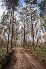 path in the Pine  forest