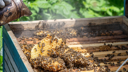 Bees are working in an open hive, which serves a beekeeper