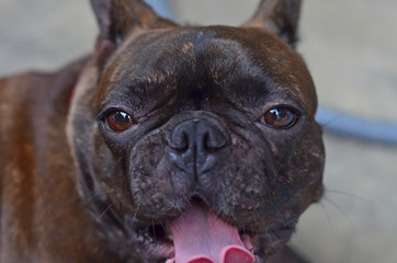 A french bulldog puppy