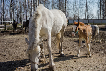 Two horses, a brown colt and a white mother in a pen.