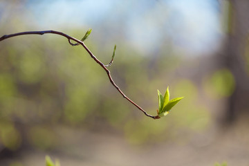 Young and blooming greens. Beautiful young shoots and blossoming leaves on the tree. Spring-beauty