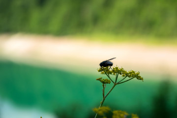 Fly-insect 