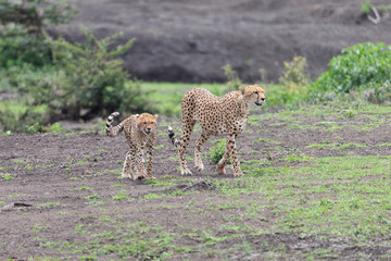 Beautiful Cheetah and her older Cub in the Serengeti Plains of Tanzania Africa