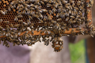 Bees are working in an open hive, which serves a beekeeper