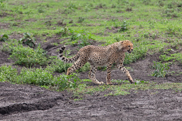 Beautiful Cheetah and her older Cub in the Serengeti Plains of Tanzania Africa