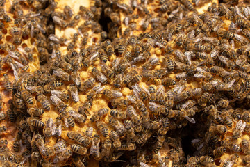 Bees are working in an open hive, which serves a beekeeper