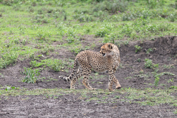Beautiful Cheetah and her older Cub in the Serengeti Plains of Tanzania Africa
