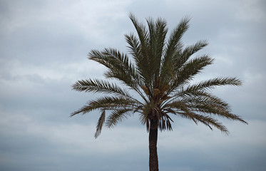 Fototapeta na wymiar A palm tree on the beach