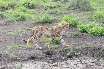 Beautiful Cheetah and her older Cub in the Serengeti Plains of Tanzania Africa
