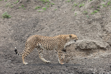 Beautiful Cheetah and her older Cub in the Serengeti Plains of Tanzania Africa