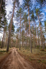 path in the Pine  forest