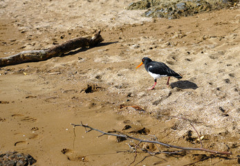 View of a wild New Zealand tern bird in the Bay of Islands, New Zealand