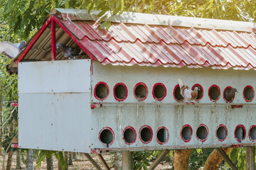 A condominium for the pigeons that Vietnamese people raise for food.