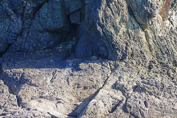 View of a wild New Zealand fur seal on a rock in the Bay of Islands, New Zealand