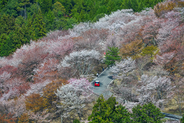 Cherry blossom in Yoshino Park, Japan