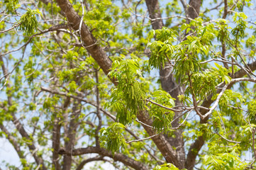 Pecan blossom in a nut plantation