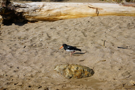 View of a wild New Zealand tern bird in the Bay of Islands, New Zealand