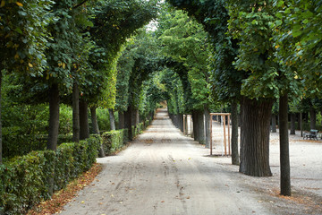 Green garden alley in the park. Arched trees.
