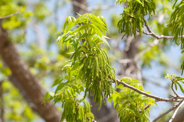 Pecan blossom in a nut plantation