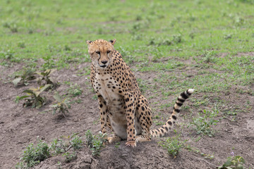 Beautiful Cheetah and her older Cub in the Serengeti Plains of Tanzania Africa
