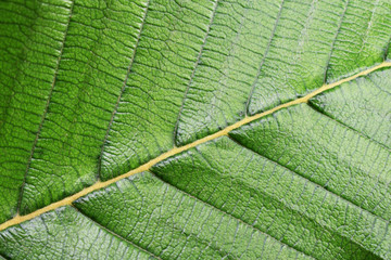texture of green leaf
