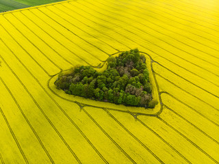 Heart of a nature, aerial view of heart shaped forest among colza field