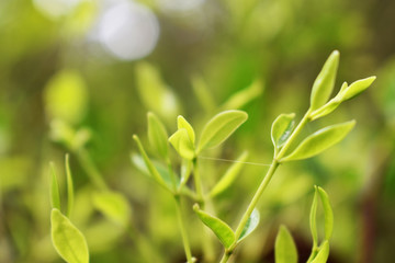 green leaves in spring