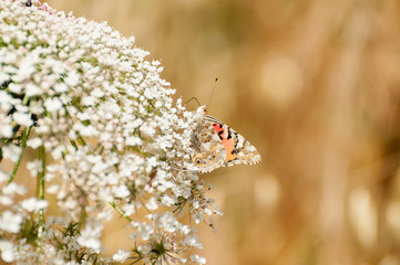 Vanessa cardui butterfly on White flowers