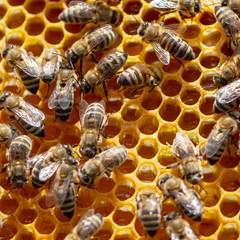The concept of beekeeping, the texture of a honeycomb cell, on which the bees move and work. back ground
