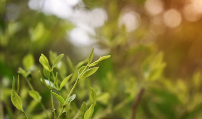 green leaves in spring