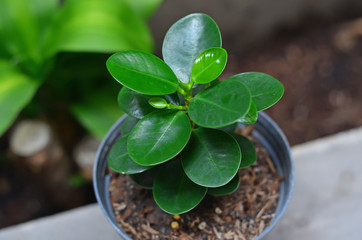 Ficus annulata tree in plastic pot
