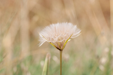 Wild nature art, blur background, Old Bear