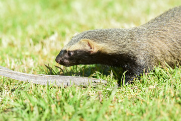 Little grison,mustelid that lives in South America