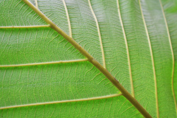 closeup of green leaf