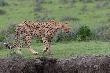 Beautiful Cheetah and her older Cub in the Serengeti Plains of Tanzania Africa