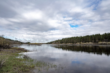 reflection of a tree in a lake
