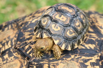 Leopard Berg Schildkröten Baby