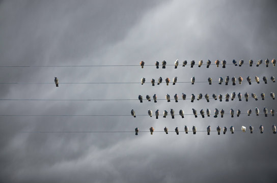 Individuality concept, birds on a wire, alone against mass