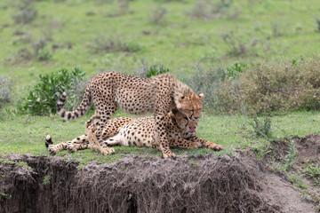 Beautiful Cheetah and her older Cub in the Serengeti Plains of Tanzania Africa