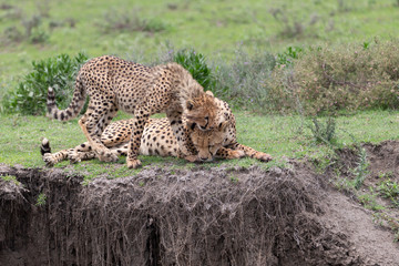 Beautiful Cheetah and her older Cub in the Serengeti Plains of Tanzania Africa