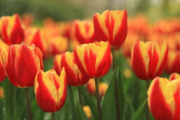 fantastische Tulpen