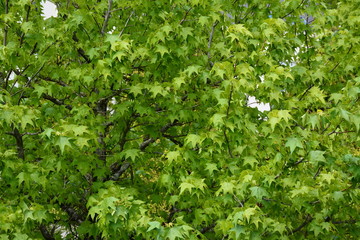Feuilles d'érable