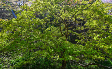 Young maple leaves in spring time